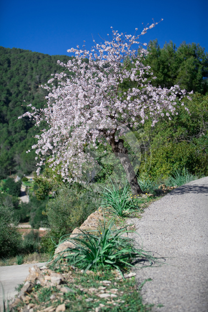 MR-2008-02-06-Mandelblu_te-0009 | Impressionen Mallorca