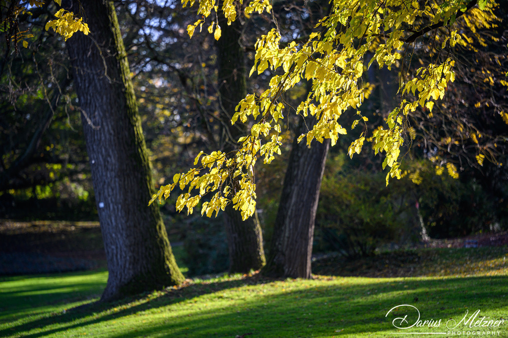 DSC_7025 | Fotografien, Fotos und Bilder aus Mainz, Frankfurt, Wiesbaden und anderen Orten auf der Welt - Fotografiert von Darius Metzner