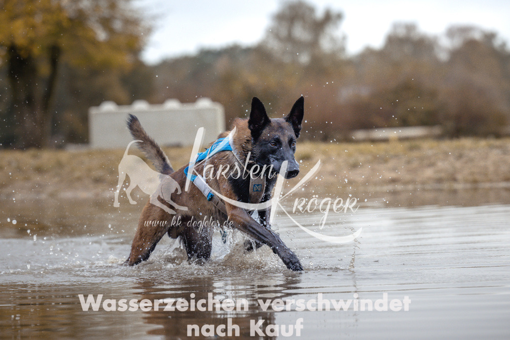 1358_ZZ95050 | kk-dogfotos