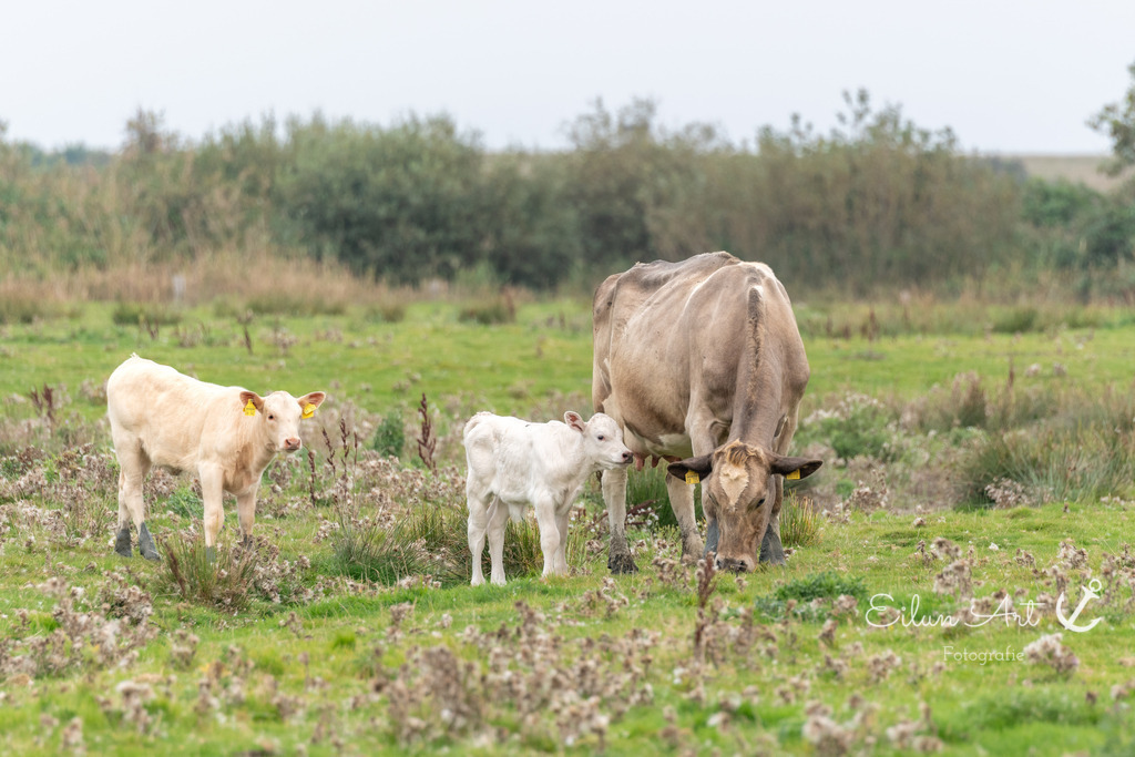 EAF_6915 | Eilun-Art-Fotografie Levke Martens, ihre Fotografin für Immobilien- und Landschaftsfotografie auf Föhr, Föhrer Motive als Poster, Leinwand, hinter Acrylglas oder stelle dir deinen eigenen Monatskalender zusammen, mit nur einem Klick