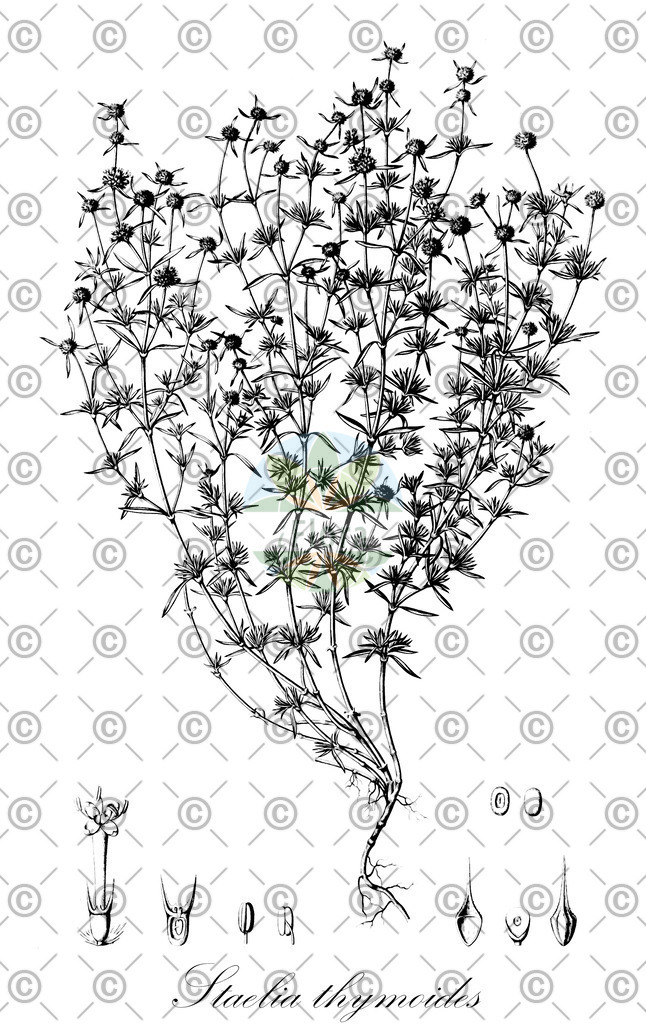 HistAbb_wfo-0000315047_1_ENZY_Simple | Historische Abbildung von Staelia thymoides - Rubiaceae | Historical Illustration of Staelia thymoides - Rubiaceae