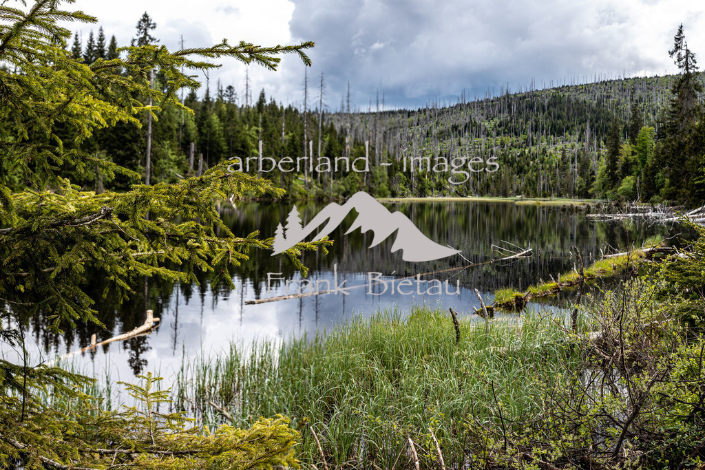 OE7A3671-Pano | mitten im Nationalpark liegt der Lakkasee, beliebtes Wanderziel in der Stille des Böhmerwaldes