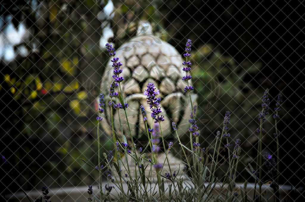 Lavendel and Spring | Wir bieten diverse Fotodrucke und Produkte entweder bereits vorgefertigter und selbstgeschossener Motive, sowie auch die Möglichkeit eigene Motive auf diverse Foto- und Wandbildartikel zu drucken. Eigene Uploads finden Sie im Warenkorb oder am unteren End - Realisiert mit Pictrs.com