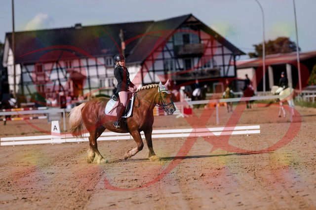 2026_10_03_Siefer-Hof_114047_Z81_83270469 | Professionelle Reitsport-, Turnier- und Eventfotografie von Robert Broda. Galerien mit ausgewählten und bearbeiteten Bildern direkt online ansehen und bestellen.