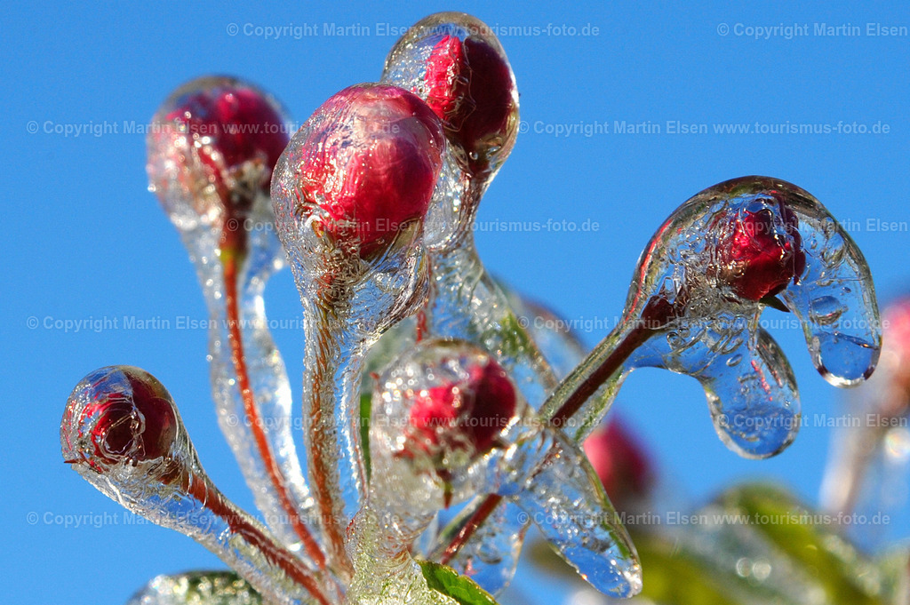 Gefrorene Blüten_ELS_324913135e | Altes Land - Aufnahmedatum: 05.05.2010, Aufnahmehöhe:  m, Koordinaten:  - , Bildgröße: 4256 x  2832 Pixel - Copyright 2010 by Martin Elsen, Kontakt: Tel.: +49 157 74581206, E-Mail: info@schoenes-foto.deSchlagwörter:Altes Land - Realisiert mit Pictrs.com