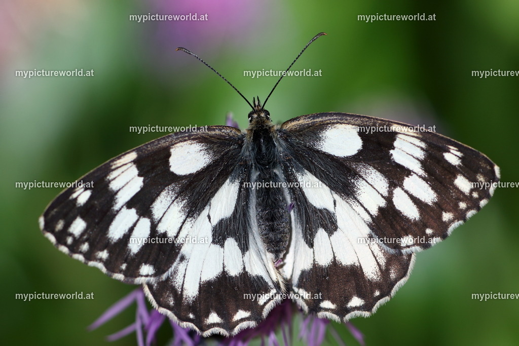 Melanargia galathea-015 | Das Bilderarchiv über Tiere, Planzen und Landschaften. In der Bilddatenbank finden Sie ein große Auswahl an hochwertigen Bilder für Ihre Werbung - Realized with Pictrs.com