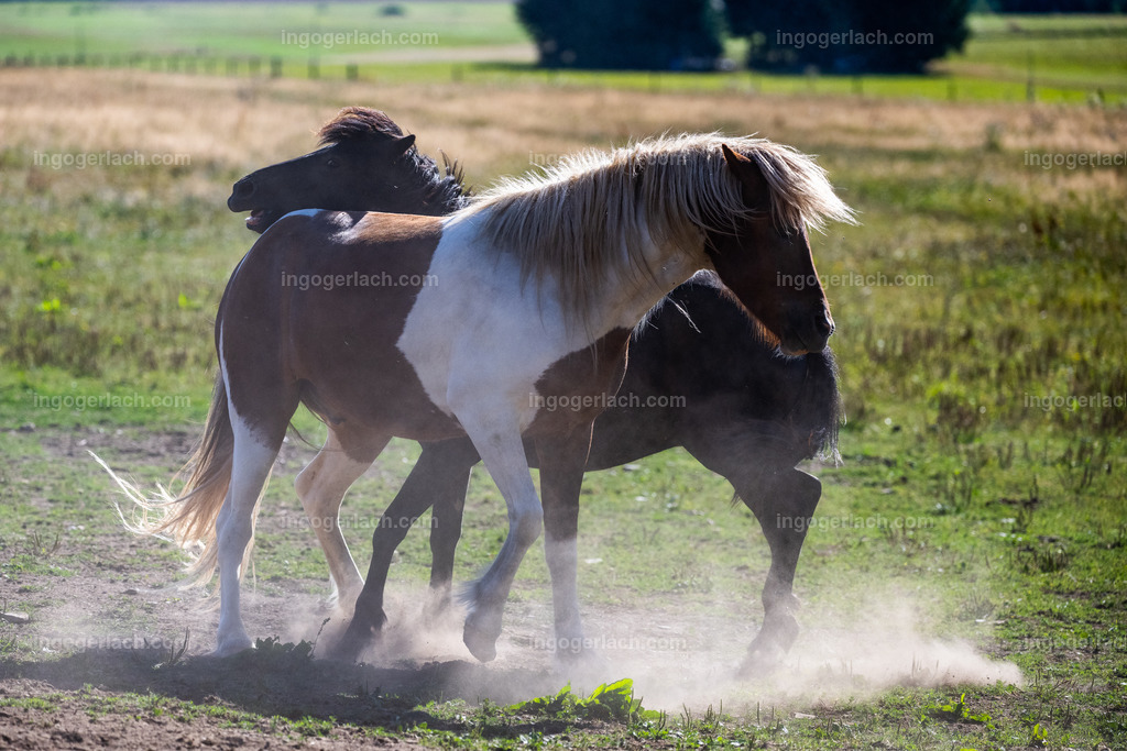 kämpfende Islandhengste | Ingo Gerlach