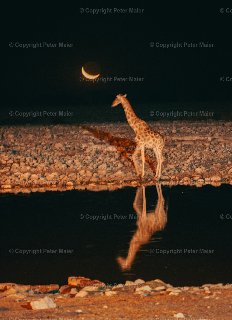 Etosha_Nationalpark_Namibia-1120 | piet_flosse
