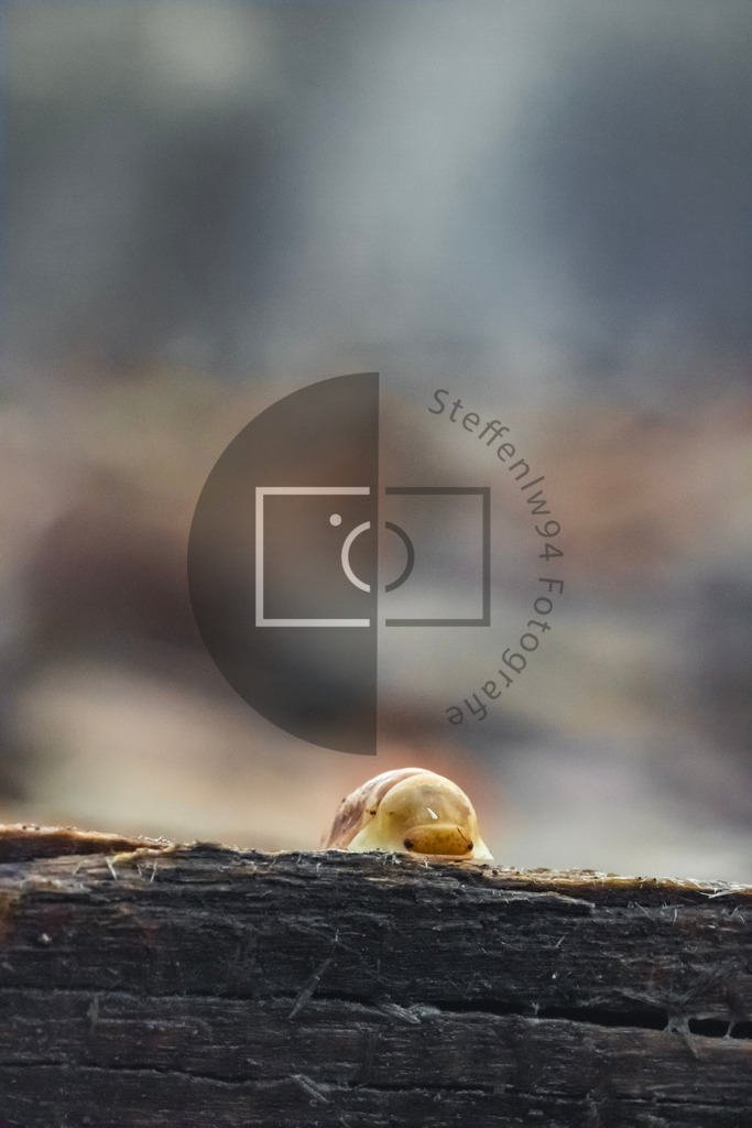 Cubaris Ruber Ducky Wandbild. | Ich bin Fotograf und auf meiner Webseite hast du die Möglichkeit meine fotografie als Wandbilder druckfertig für dein Zuhause zu bestellten. - Realisiert mit Pictrs.com