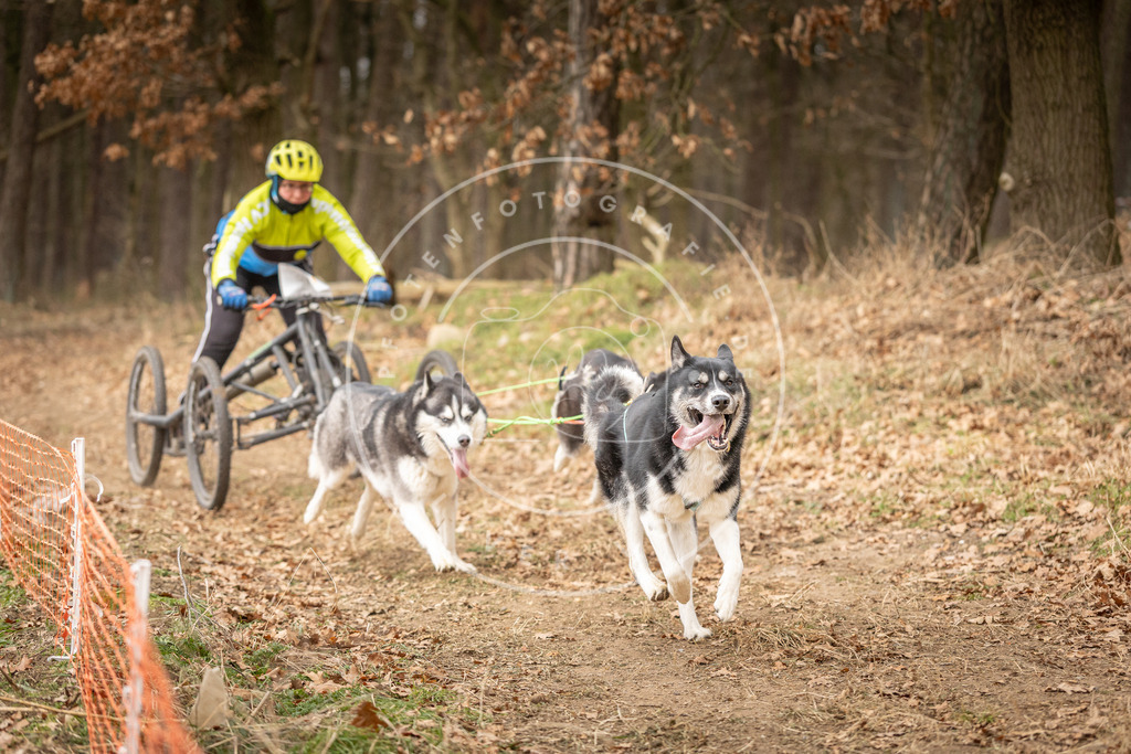 Pfotenfotografie_DV3A4878 | Hundefotografie, Tierfotograf, Pfotenfotografie, Fotoshooting Hund, Hunde Portrait, Hundesport, Hundeportraits, Heideshooting, Hunde, Sportfotograf, Hundefotograf, Turnierhundsport, THS,  - Realisiert mit Pictrs.com