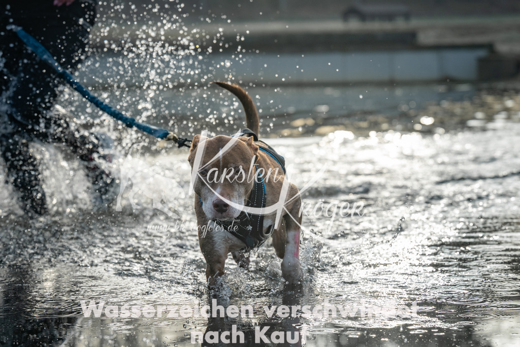 0818_ZZ96548 | kk-dogfotos