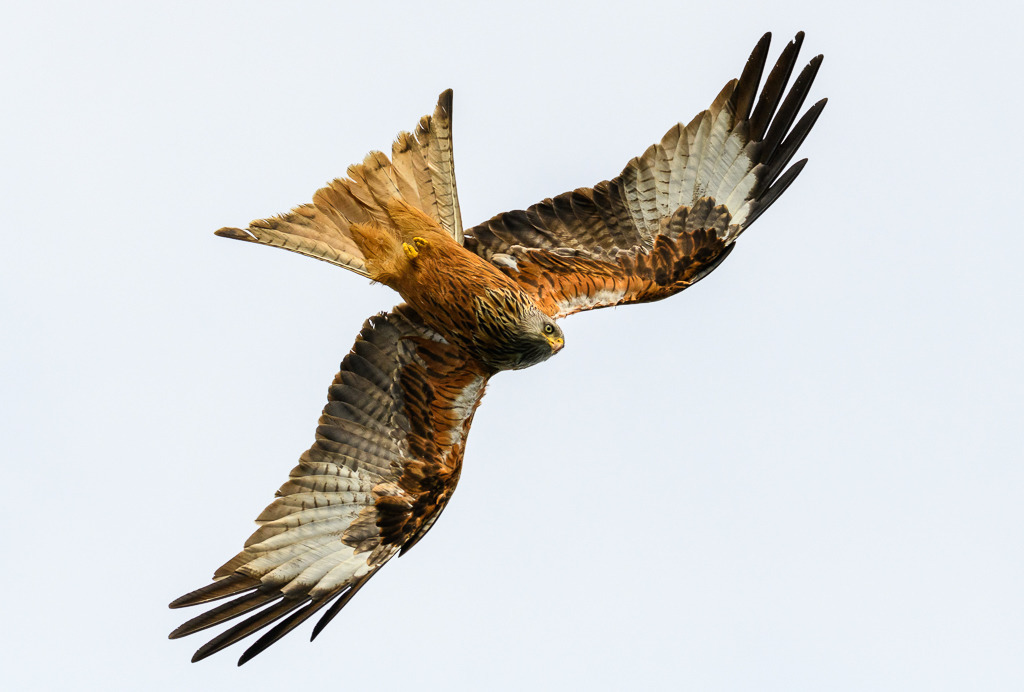 milan-2018-136 | Ein Roter Milan (Milvus milvus) zieht seine Kreise auf der Suche nach Beute. Das Foto entstand mit einer Nikon D850 am Breiten Luzin im Naturpark Feldberger Seenlandschaft in Mecklenburg-Vorpommern. - Realisiert mit Pictrs.com