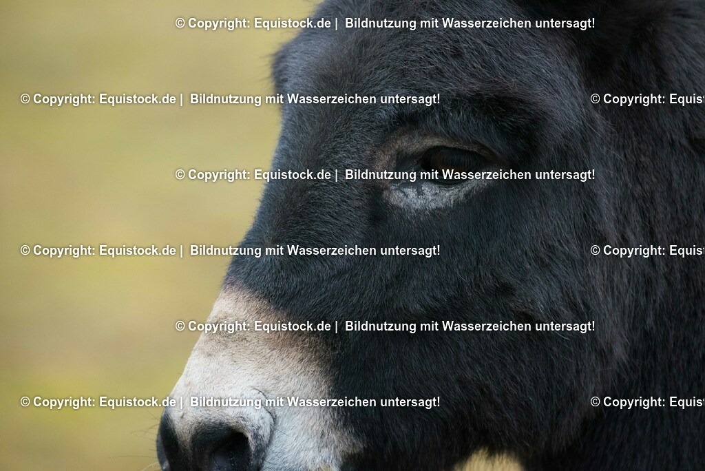 20150217_Esel_0003 | equistock