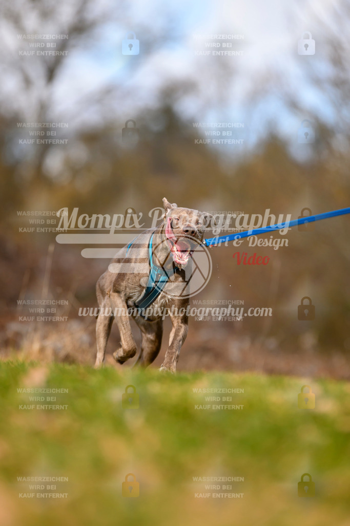 MompixPhotography_10Schwabentrail2026_SO_Canicross-8 | PayLife