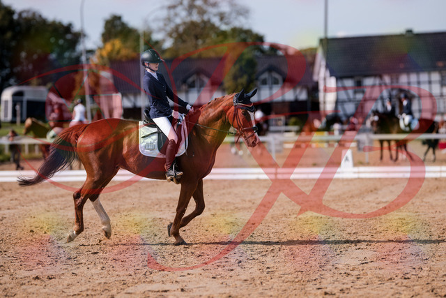 2026_10_03_Siefer-Hof_123759_Z81_34775618 | Professionelle Reitsport-, Turnier- und Eventfotografie von Robert Broda. Galerien mit ausgewählten und bearbeiteten Bildern direkt online ansehen und bestellen.