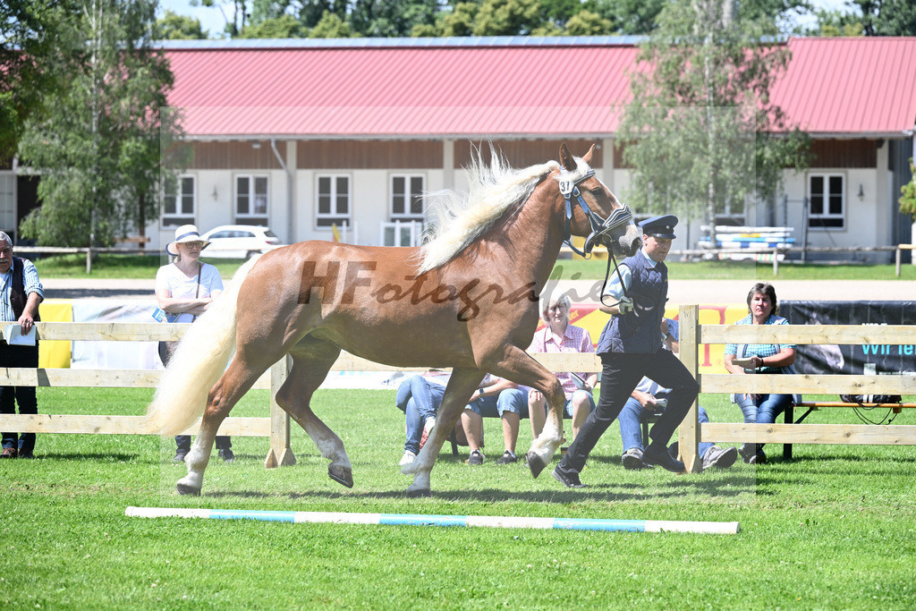 Kat-Nr. 37 Dinara v. Verondo_HLG Schwaiganger_22240700 | hf-fotografie - Realizzato con Pictrs.com
