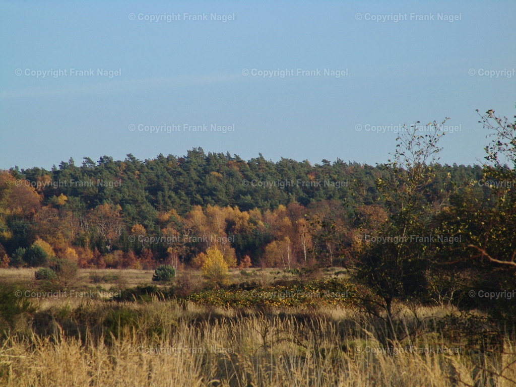 Heide Buhlitz | Auf der Halbinsel Buhlitz befindet sich eine offene Landschaft die durch alte Laubwälder begrenzt wird. Sie wurde früher militärisch genutzt. - Realisiert mit Pictrs.com