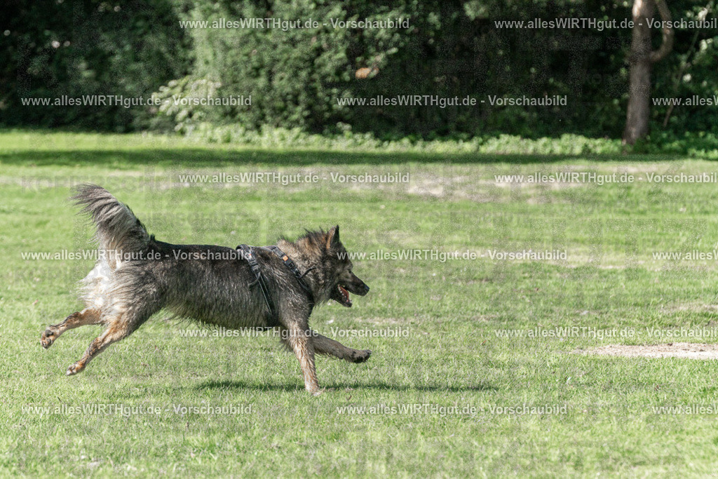 Hundeschwimmen_Volksbad_2026-allesWIRTHgut_Tierfotografie-2609061552-FAY07316 | Professionelle Tierfotografie in Mönchengladbach von Daniel Wirth (allesWIRTHgut). Liebevolle & natürliche Bilder von Hunden & Katzen für unvergessliche Erinnerungen.