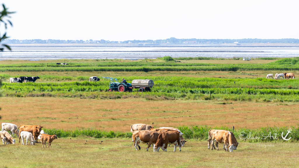 EAF_7834 | Eilun-Art-Fotografie Levke Martens, ihre Fotografin für Immobilien- und Landschaftsfotografie auf Föhr, Föhrer Motive als Poster, Leinwand, hinter Acrylglas oder stelle dir deinen eigenen Monatskalender zusammen, mit nur einem Klick