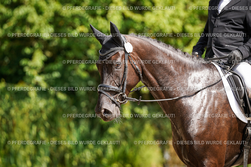 DSC08892 | Pferdegrafie