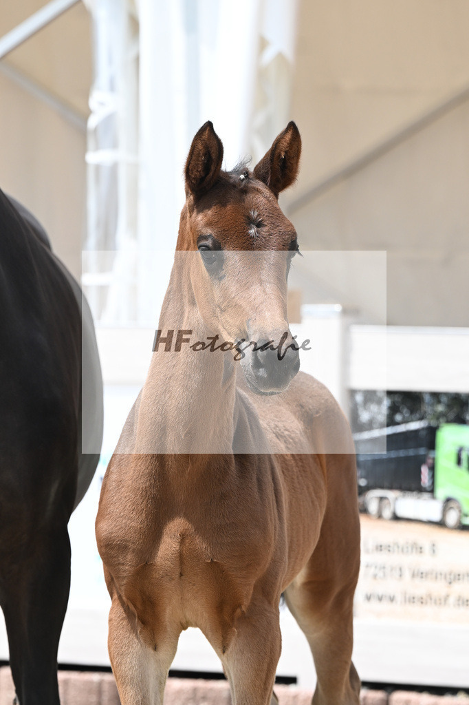 Vitalos x Lord Leopold_SF_Strohmeier_12250885 | hf-fotografie - Realisiert mit Pictrs.com