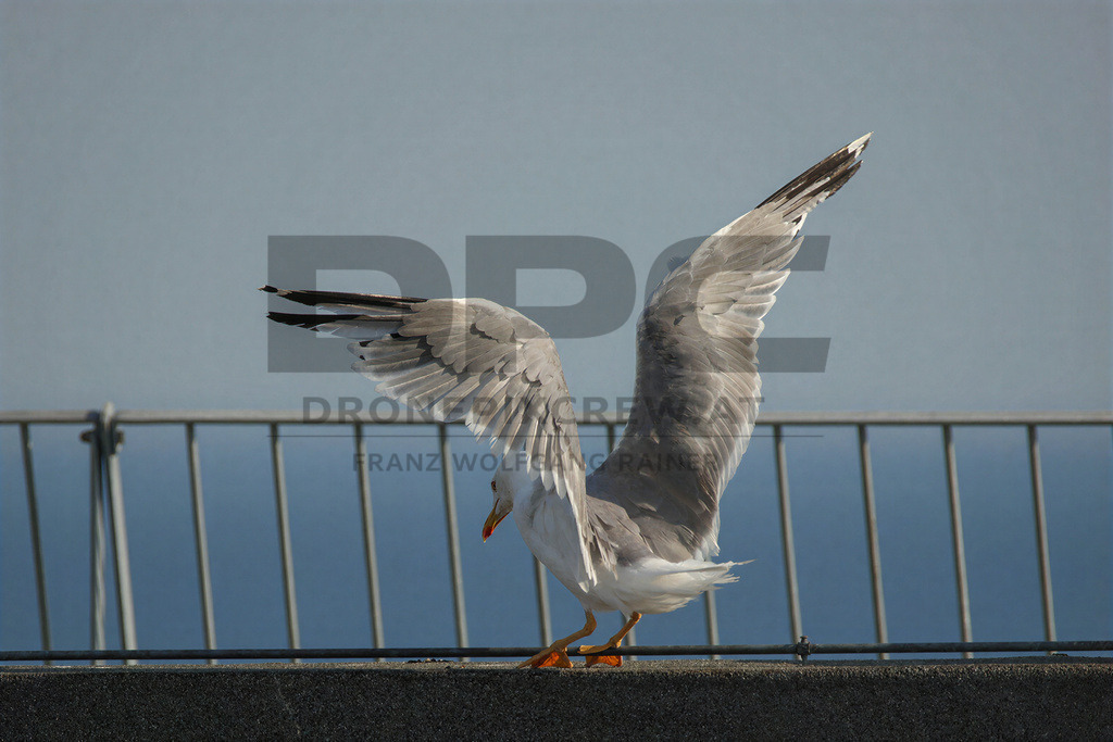 Yellow-legged Gull (Larus michahellis) | Yellow-legged Gull (Larus michahellis), a large gull species commonly found along Mediterranean coasts, rocky shorelines, harbours and coastal areas. - Realisiert mit Pictrs.com