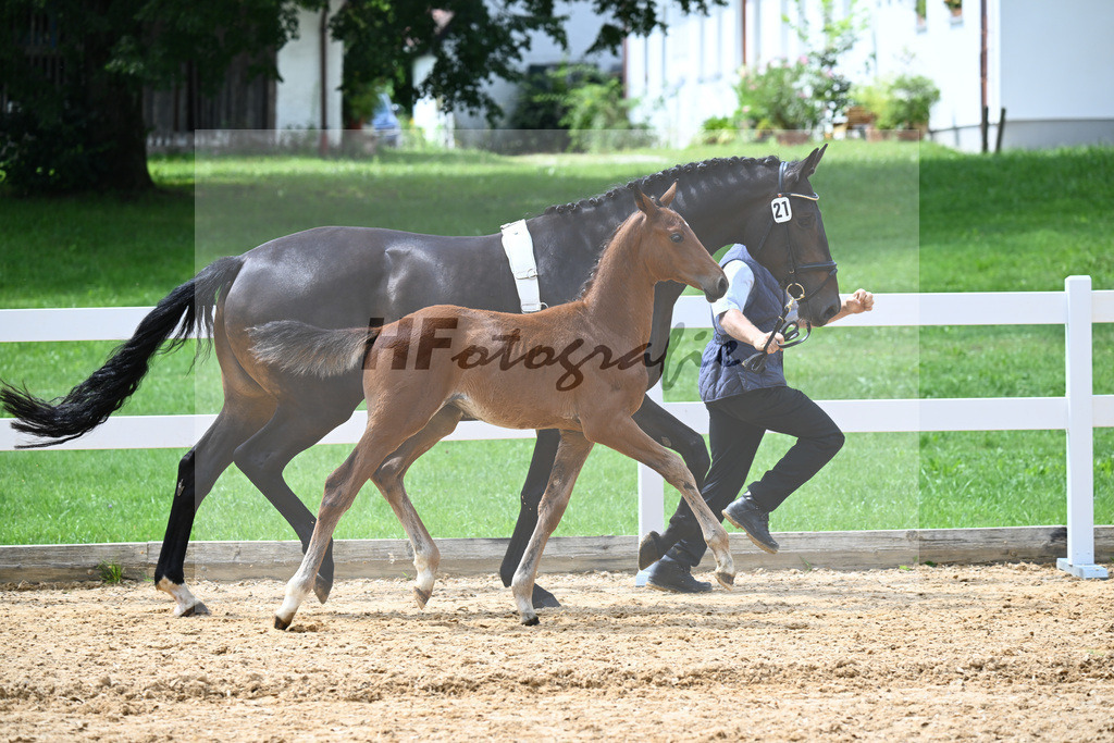 Kat-Nr. 21 Valenziano x Bailando_HLG Schwaiganger_27140661 | hf-fotografie - Realisiert mit Pictrs.com