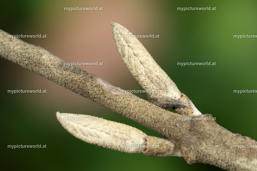 Wolliger Schneeball-002 | Das Bilderarchiv über Tiere, Planzen und Landschaften. In der Bilddatenbank finden Sie ein große Auswahl an hochwertigen Bilder für Ihre Werbung - Realisiert mit Pictrs.com