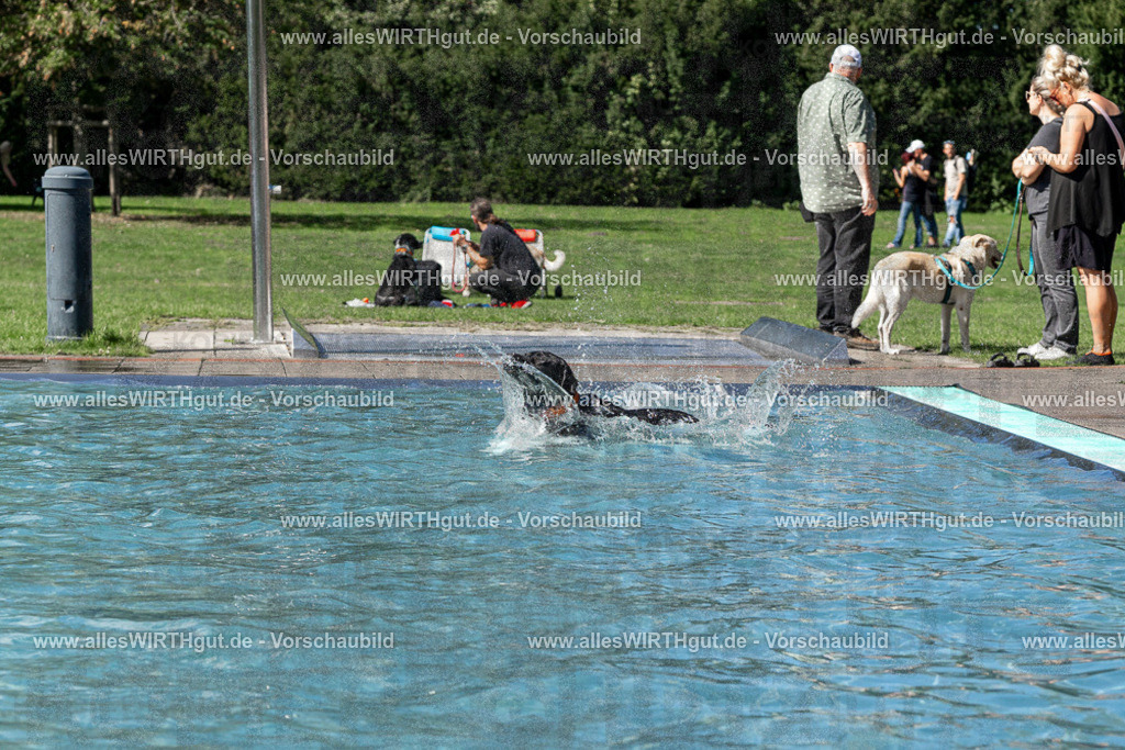 Hundeschwimmen_Volksbad_2026-allesWIRTHgut_Tierfotografie-2609061326-FAY06735 | Professionelle Tierfotografie in Mönchengladbach von Daniel Wirth (allesWIRTHgut). Liebevolle & natürliche Bilder von Hunden & Katzen für unvergessliche Erinnerungen.