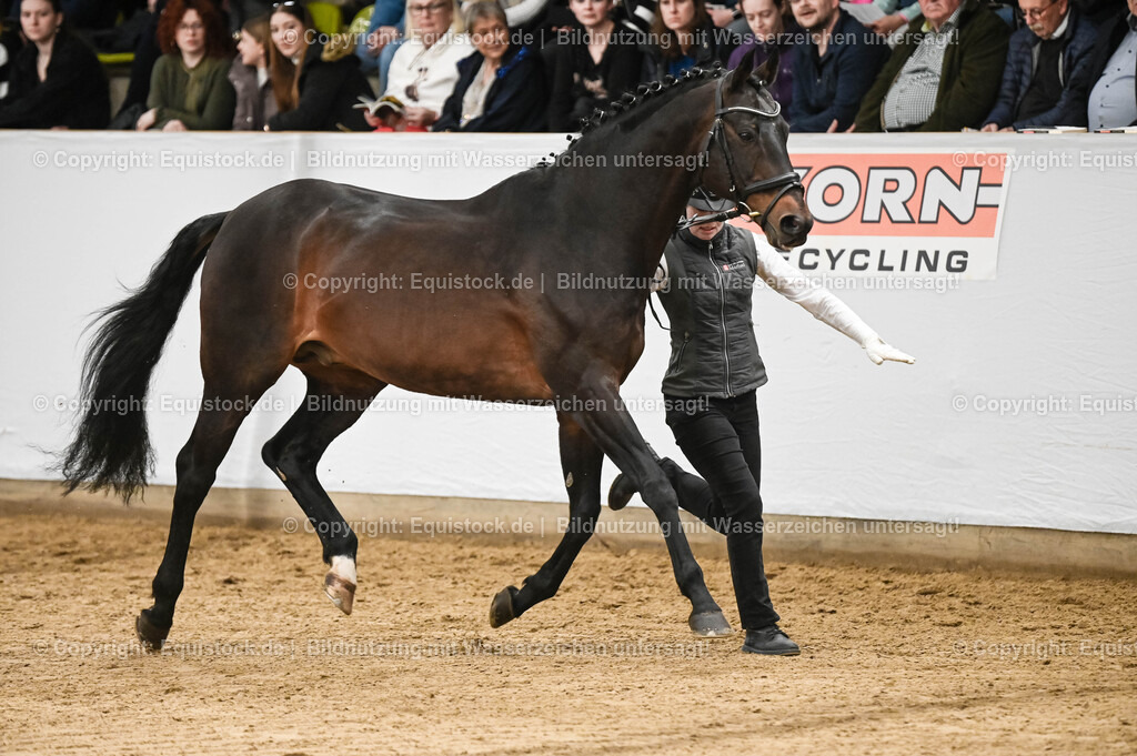 20260307_Hengstvorstellung-Marbach_0075 | equistock