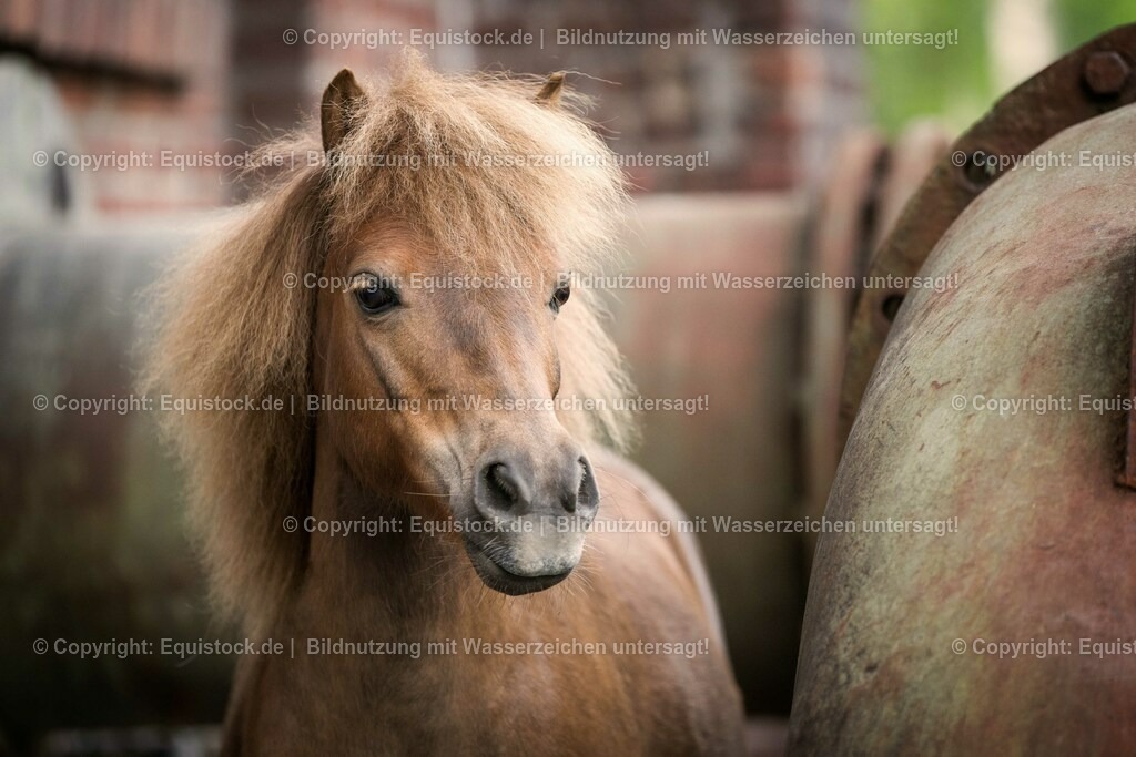 20160517_Pony_in_Industrieanlage_0004 | Foto: Thomas Hartig