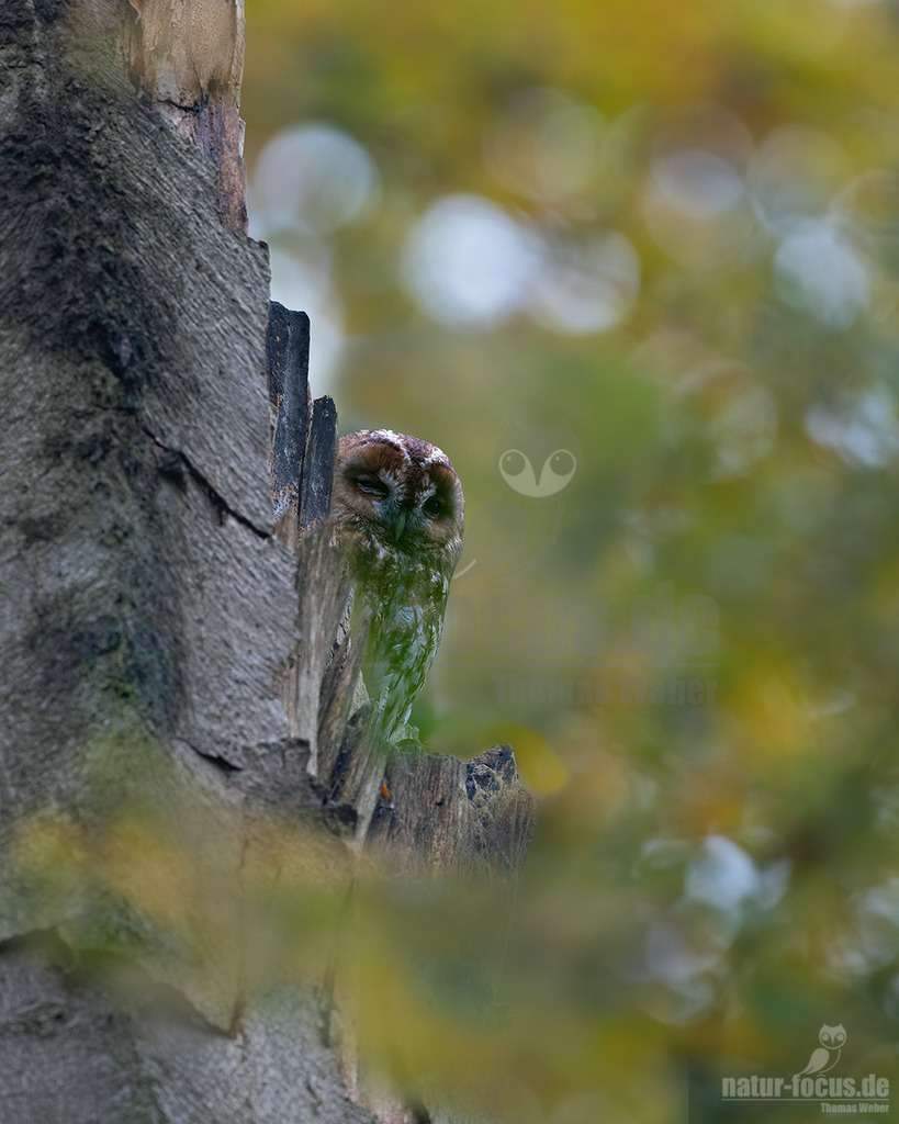 20231111090202 | Die häufigste Eulenart in Deutschland ist der Waldkauz. - Realisiert mit Pictrs.com