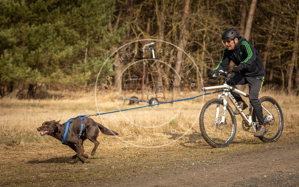 DV3A4336 | Hundefotografie, Tierfotograf, Pfotenfotografie, Fotoshooting Hund, Hunde Portrait, Hundesport, Hundeportraits, Heideshooting, Hunde, Sportfotograf, Hundefotograf, Turnierhundsport, THS,  - Realisiert mit Pictrs.com