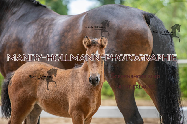 IMG_7623 | mandyhollmannphotographie