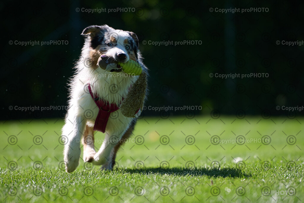 188_202509_4Hundebadetag_NZ9_2738 | proPHOTO - Realisiert mit Pictrs.com