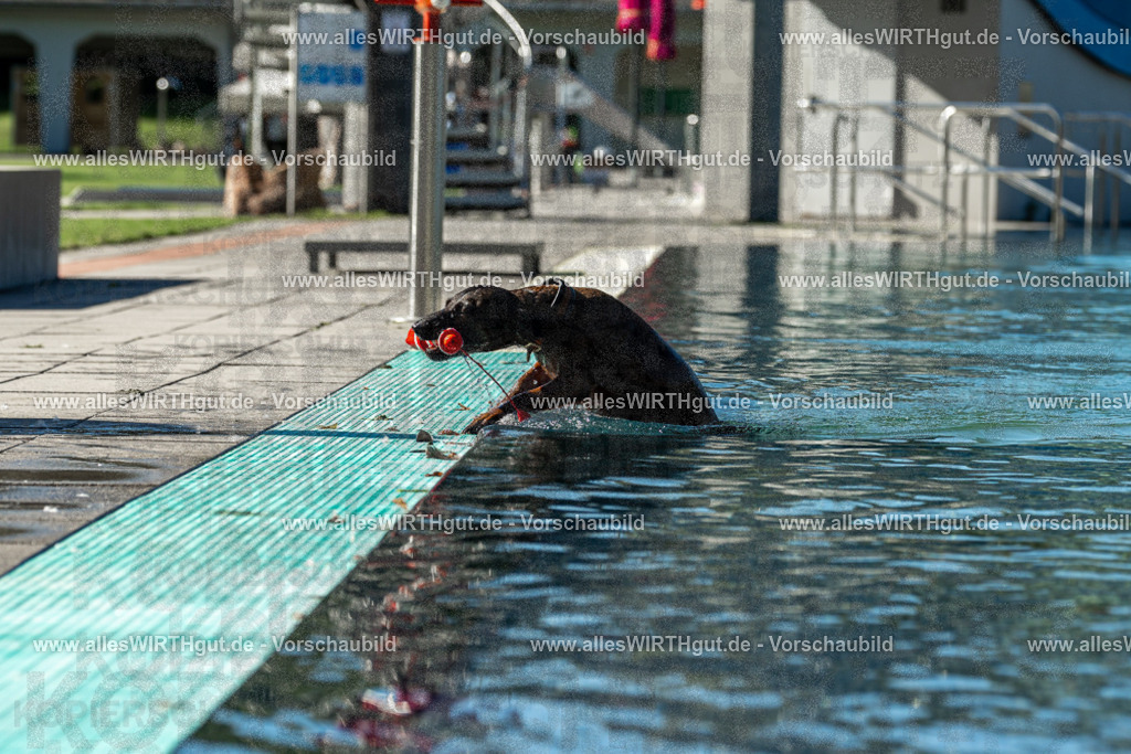 Hundeschwimmen_Volksbad_2026-allesWIRTHgut_Tierfotografie-2609061035-094504-7R508995 | Professionelle Tierfotografie in Mönchengladbach von Daniel Wirth (allesWIRTHgut). Liebevolle & natürliche Bilder von Hunden & Katzen für unvergessliche Erinnerungen.