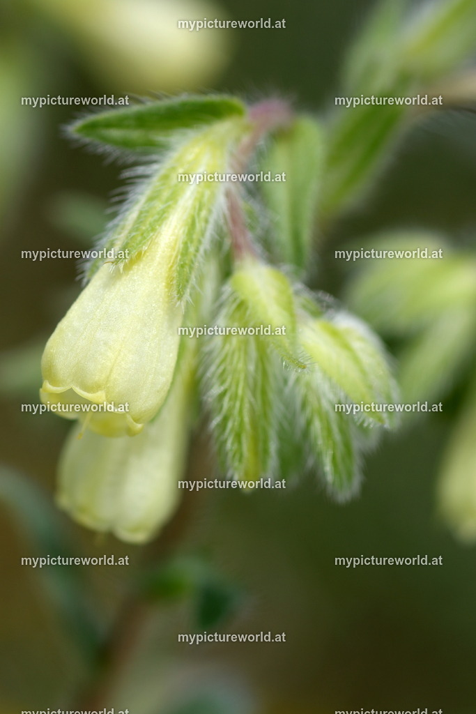 Dalmatien-Lotwurz-002 | Das Bilderarchiv über Tiere, Planzen und Landschaften. In der Bilddatenbank finden Sie ein große Auswahl an hochwertigen Bilder für Ihre Werbung - Realisiert mit Pictrs.com