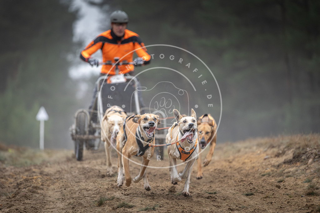 Pfotenfotografie_DV3A0359 | Hundefotografie, Tierfotograf, Pfotenfotografie, Fotoshooting Hund, Hunde Portrait, Hundesport, Hundeportraits, Heideshooting, Hunde, Sportfotograf, Hundefotograf, Turnierhundsport, THS,  - Realisiert mit Pictrs.com