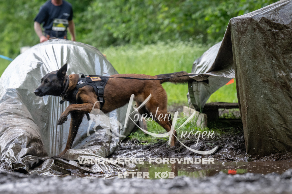 1239_ZZ92763 | kk-dogfotos