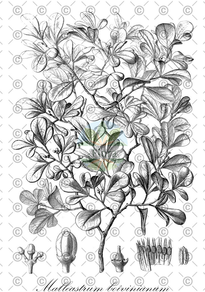 HistAbb_7PDTH_1_ENZY_Simple | Historische Abbildung von Malleastrum boivinianum - Meliaceae | Historical Illustration of Malleastrum boivinianum - Meliaceae