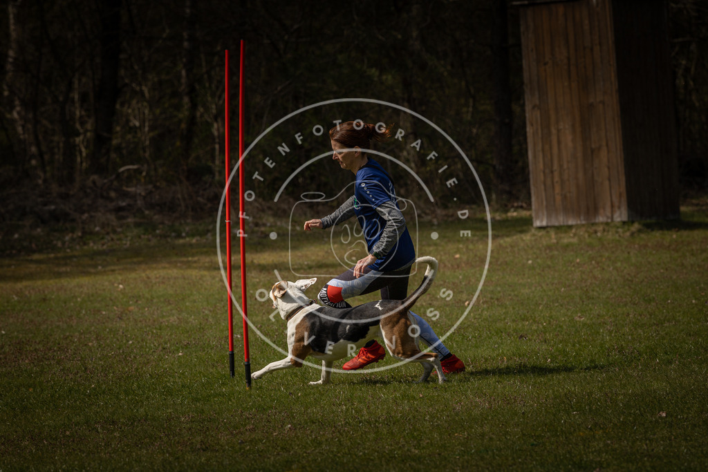 Pfotenfotografie_DV3A4488 | Hundefotografie, Tierfotograf, Pfotenfotografie, Fotoshooting Hund, Hunde Portrait, Hundesport, Hundeportraits, Heideshooting, Hunde, Sportfotograf, Hundefotograf, Turnierhundsport, THS,  - Realisiert mit Pictrs.com