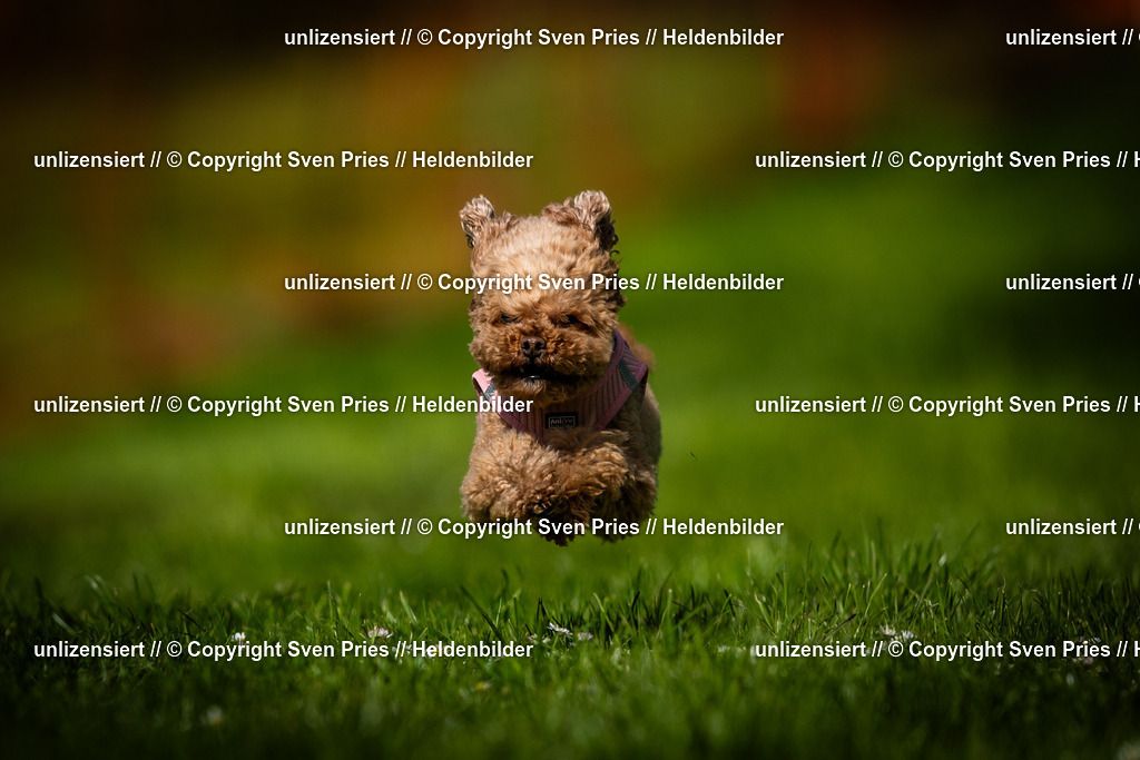 Sven Pries | 2025-04-13 - Hunderennen Baden-Baden - Realisiert mit Pictrs.com