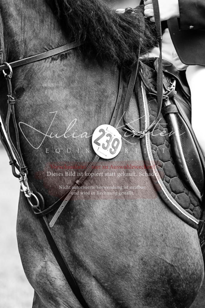 DSC_9758 | Pferde- und Turnierfotografie in Westsachsen. Pferdeportraits, Auftragszeichnungen und intuitive Kunst.