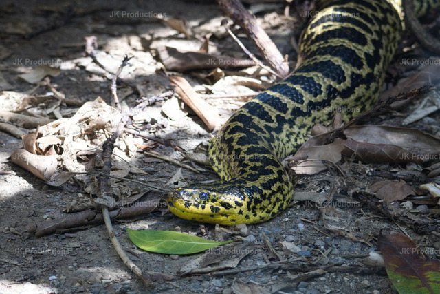 Python | Fotos, Fotos kaufen,  Fotos von Stadt und Land, Fotos von Tieren. - Realisiert mit Pictrs.com