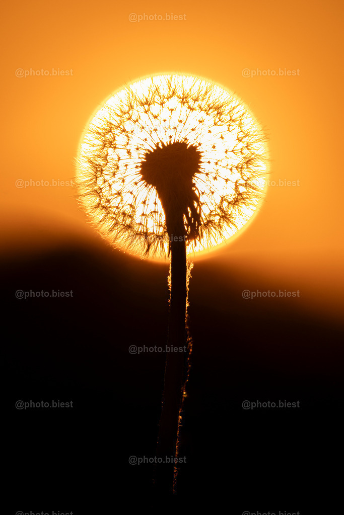 IMGC3277 | photobiest - Realisiert mit Pictrs.com