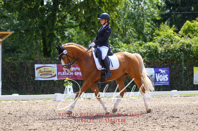 DKP42498 | Turniersportfotografie; Pferdefotografie; Dressurfotografie