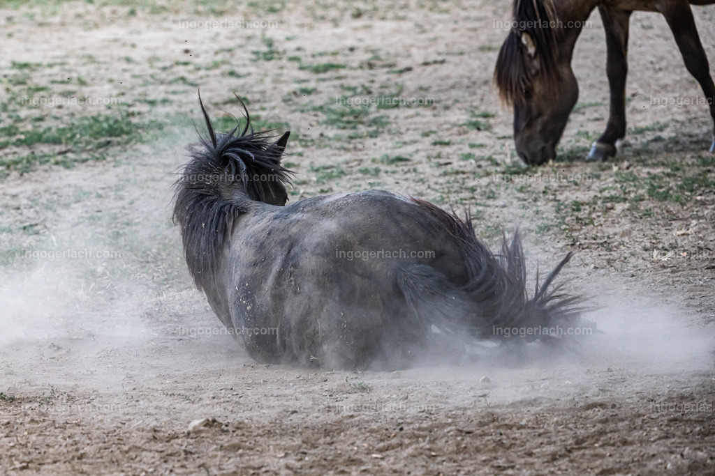 NZ9_9524 | Betzdorf(Deutschland Der deutsche Naturfotograf  Ingo Gerlach/69 aus Betzdorf in Deutschland war Anfang August 2022 auf dem Weg zu „seiner“ Herde mit Islandhengsten. Diese Herde mit rund 14 Hengsten fotografiert Gerlach bereits seit mehreren Jahren. Diesmal wollte der Naturfotograf schauen wie es den Hengsten geht. Es war der heißeste August seit Beginn der Wetteraufzeichnung. Das Thermometer zeigte an diesem Vormittag bereits 38 Grad an. Die Hitze würde sicherlich auch den Tieren zu schaffen machen. Als Gerlach an der sehr weiträumigen Weide ankam sah er schon die Staubwolken. Schnell positionierte er die Nikon Z9 mit dem Superzoom 180 bis 400mm und einschwenkbarem Konverter auf seinem Stativ. Schnell hatte er die ersten Bilder auf der Speicherkarte. Das Verhalten der Hengste war typisch für die Isländer. Sie wälzten sich im Staub um lästiges Ungeziefer los zu werden. Zudem kühlte die Staubschicht auf der Haut auch ein wenig. Obwohl reichlich Staub vorhanden war, kämpften die Hengste immer wieder um den besten und staubigsten Platz.  Dadurch das der Staub in die Höhe ging ergaben sich „herrliche Fotos. Als der Fotograf seine Bilder im Kasten hatte checkte er noch ob die Hengste auch genügend Wasser zur Verfügung hatten, Hatten sie. Ein Brunnen lieferte das lebensnotwendige Nass. 