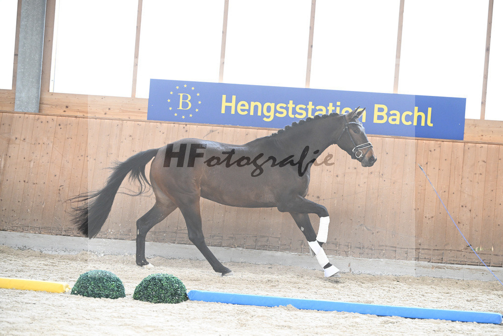 Kat-Nr. 67 Donaus Zupermaus v. Zuperman_Pollich_7241425 | hf-fotografie - Realizzato con Pictrs.com