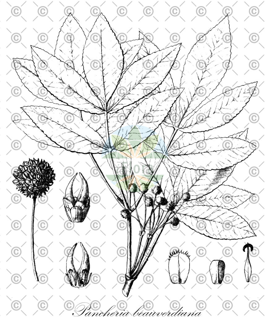 HistAbb_EMP_58815_2_FloraD_Simple | Historische Abbildung von Pancheria beauverdiana - Cunoniaceae | Historical Illustration of Pancheria beauverdiana - Cunoniaceae