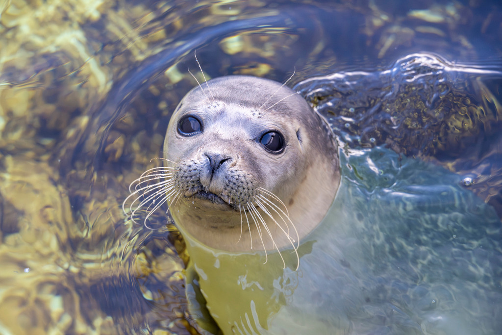 Augenblick des Vertrauens bei Ecomare | Ein magischer Moment auf der Insel Texel: Dieser Seehund taucht sanft aus dem kühlen Nass auf und blickt mit seinen tiefen, dunklen Knopfaugen neugierig in die Kamera. Das Foto entstand bei Ecomare, dem bekannten Naturzentrum mitten im Nationalpark Duinen van Texel. Die feinen Vibrissen spüren jede Bewegung im Wasser, während das Licht spielerisch auf der Oberfläche bricht. Dieses Bild fängt die berührende Verbindung zwischen Mensch und Meeresbewohner perfekt ein.Über die Institution EcomareEcomare ist das zentrale Naturmuseum, Meeresaquarium sowie die bekannteste Robben- und Vogelauffangstation auf der holländischen Nordseeinsel Texel.Seehundeopvang: Seit 1952 werden hier kranke, verletzte oder mutterlose Seehunde und Kegelrobben aufgenommen, aufgepäppelt und – sobald sie stark genug sind – wieder in die Waddenzee ausgewildert. Einige Tiere, die in freier Wildbahn nicht mehr überleben könnten, haben hier ein dauerhaftes Zuhause gefunden.Vogelaufzucht &amp; Meeresschutz: Neben Robben kümmert sich das Zentrum um geschwächte Kust- und Zeevogels (wie Jan-van-Genten oder Zeekoeten) sowie verölte Tiere.Museum &amp; Aquarium: Besucher können riesige Walskelette im Museum bewundern, unterirdische Meeresaquarien mit heimischen Fischen und Haien erkunden sowie geführte Watt- und Dünenwanderungen unternehmen. - Realisiert mit Pictrs.com